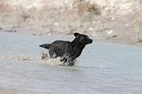 LABRADOR 511